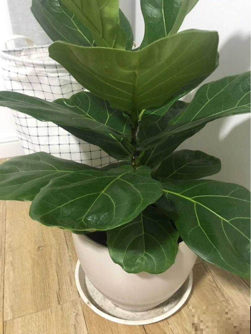 秋冬空气干燥灰尘多，在家养这几种植物，除尘除菌