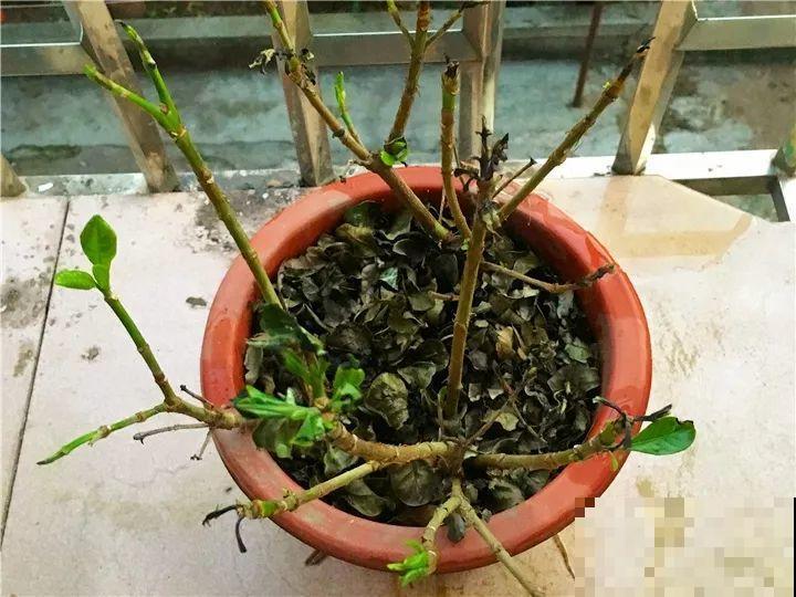 11月逛花市，这10种花还是别买了，养不活浪费钱！