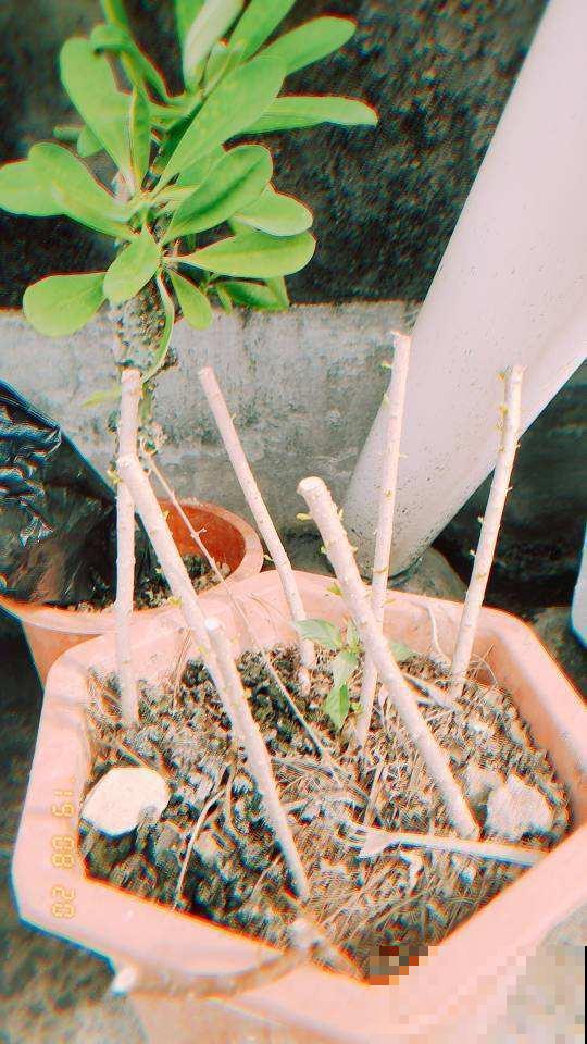 自己种蓝莓，花期多晒晒太阳，结出的果实又大又甜