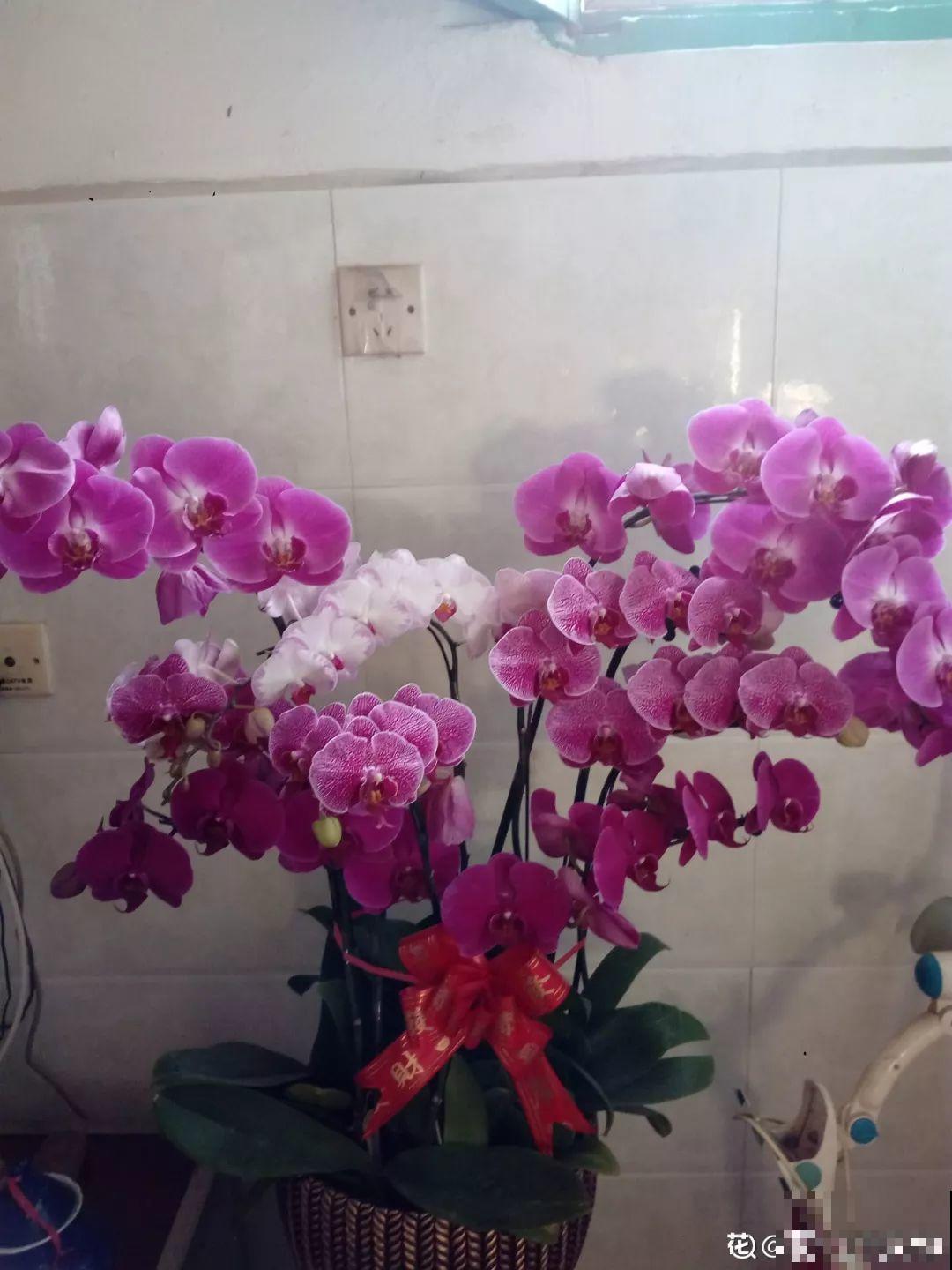 4种花爱长胡子，越多长越好，看到了可别瞎剪！