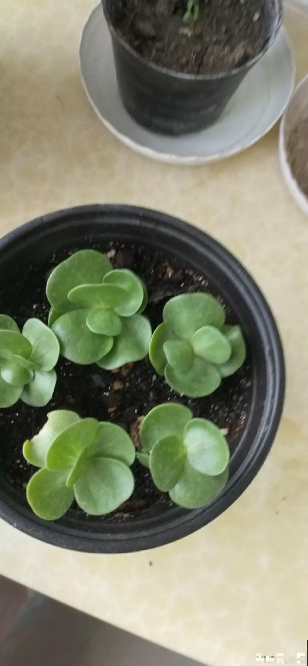 今年最流行的多肉，10个花友9个养，摆一盆特有面子！