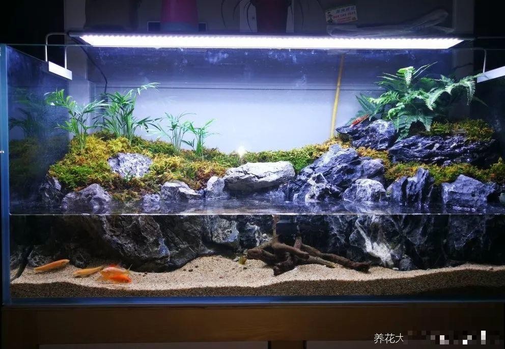 给花灌口大补肥，越长越有劲，比淘米水还好使！