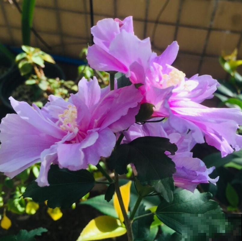 养盆芙蓉花，开出比脸还大的花，冬季赏花又多一盆！