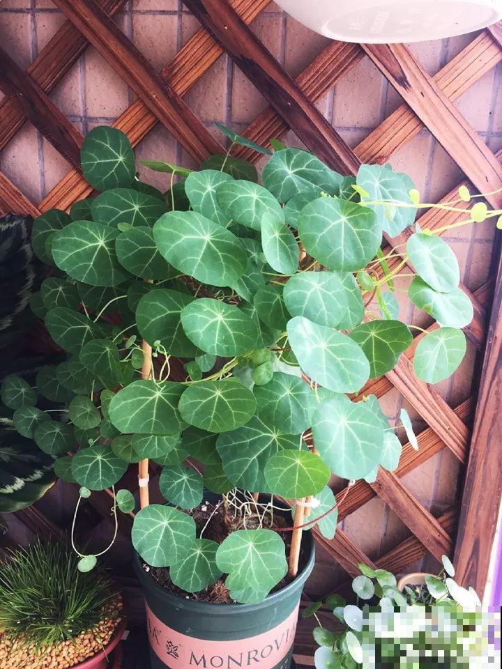 别看这花光秃秃，一喷水就窜叶，越养越值钱！