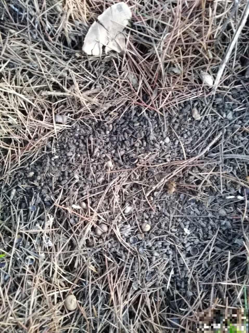这花就得虐着养，套个袋子捂一捂，揭开立马冒花苞！