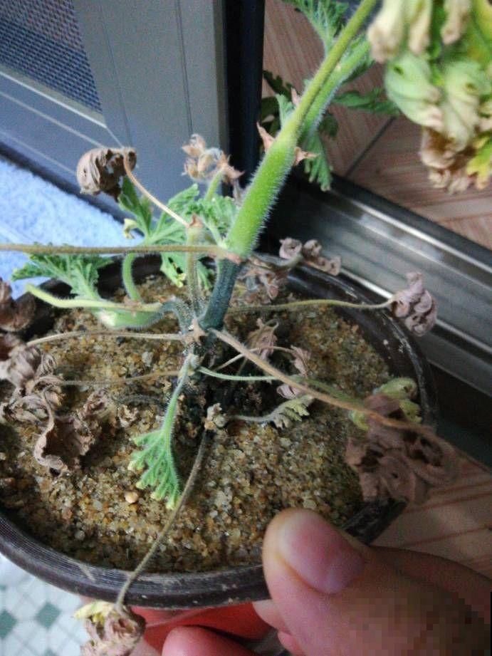听小区里老人说，秋天这样驱蚊，蚊子吓得不敢靠近