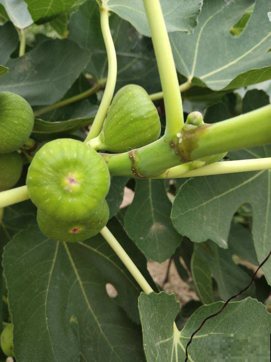 在院子里种盆无花果，果肉鲜美，可把邻居馋坏了