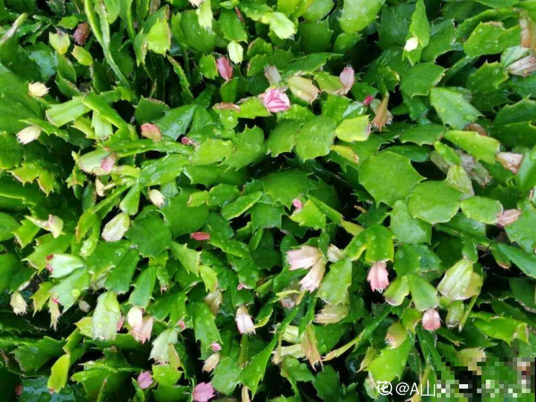 想要长寿花冬天抗冻一点，趁现在撒把肥，叶子厚实开花还多！