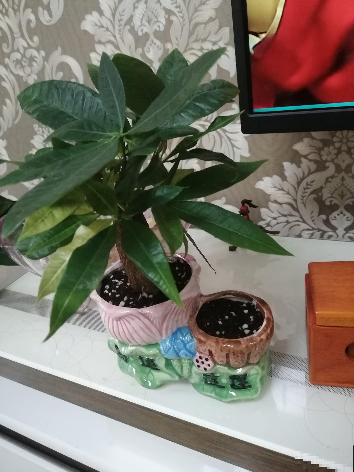 都秋天了，你还这么给花晒太阳？再不改变你家花全死翘翘！