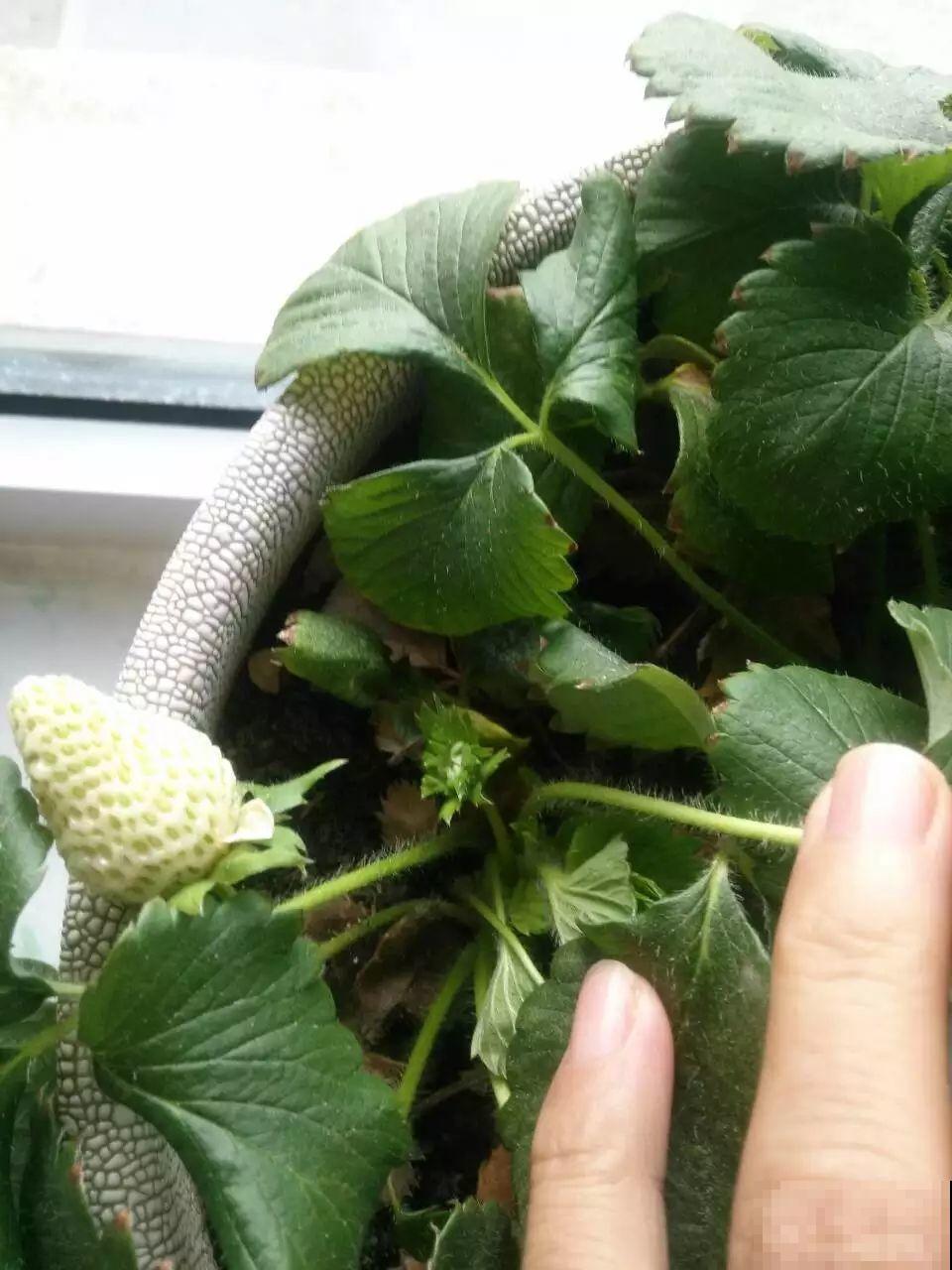 阳台上种菜总是有虫害，这该怎么办？解决方法在这