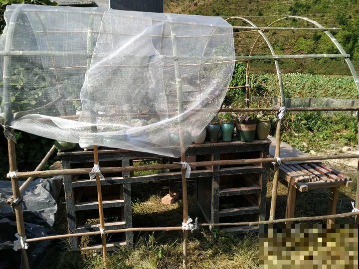 又要开始降温，他给多肉搭了个棚，这下冬天不愁了！