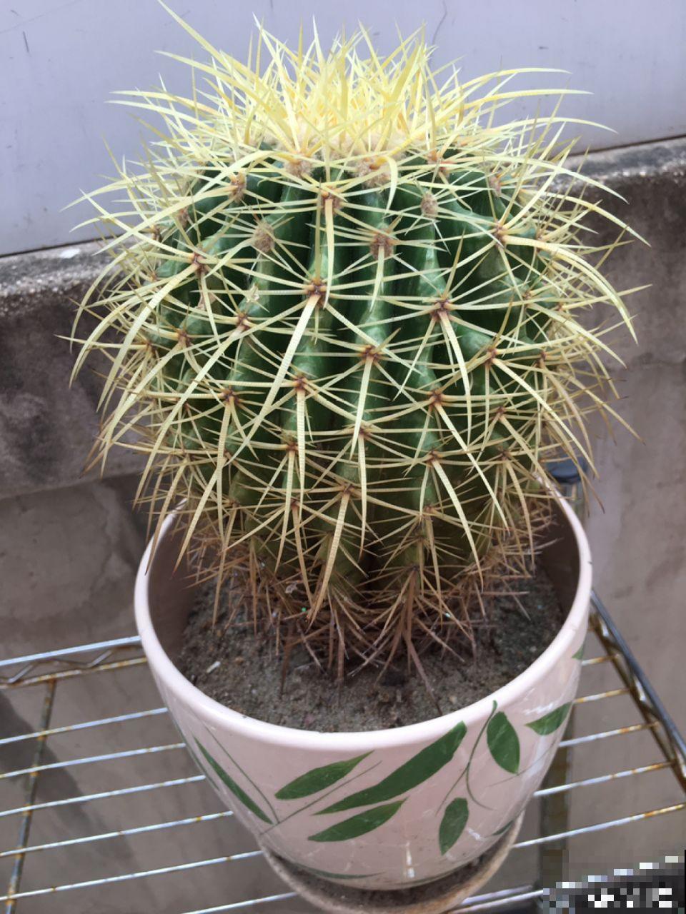 养的花还有这寓意？别说一盆，10盆都愿意养！