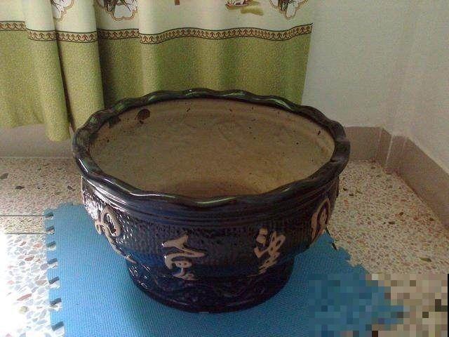 路上捡的烂花这么一弄，全变精品盆栽，看一眼就能学会！