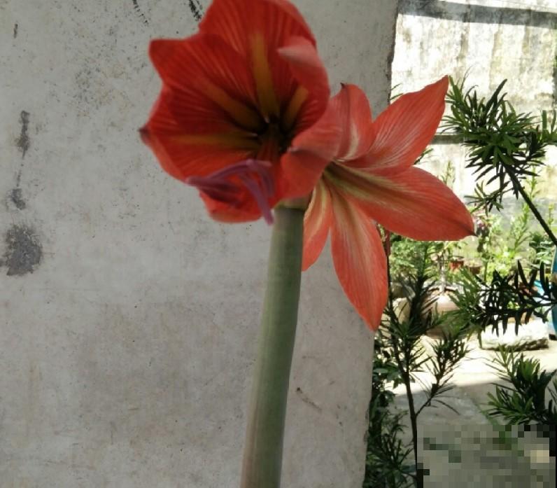 冬季买花就买这几种，好看又好养，再冷也能赏花！