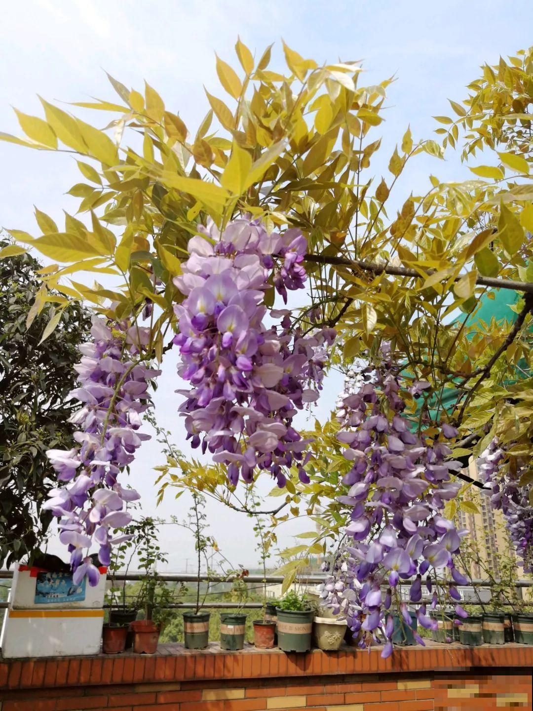 她在楼顶养花，一年时间打造成小花园，再怎么折腾都值得！