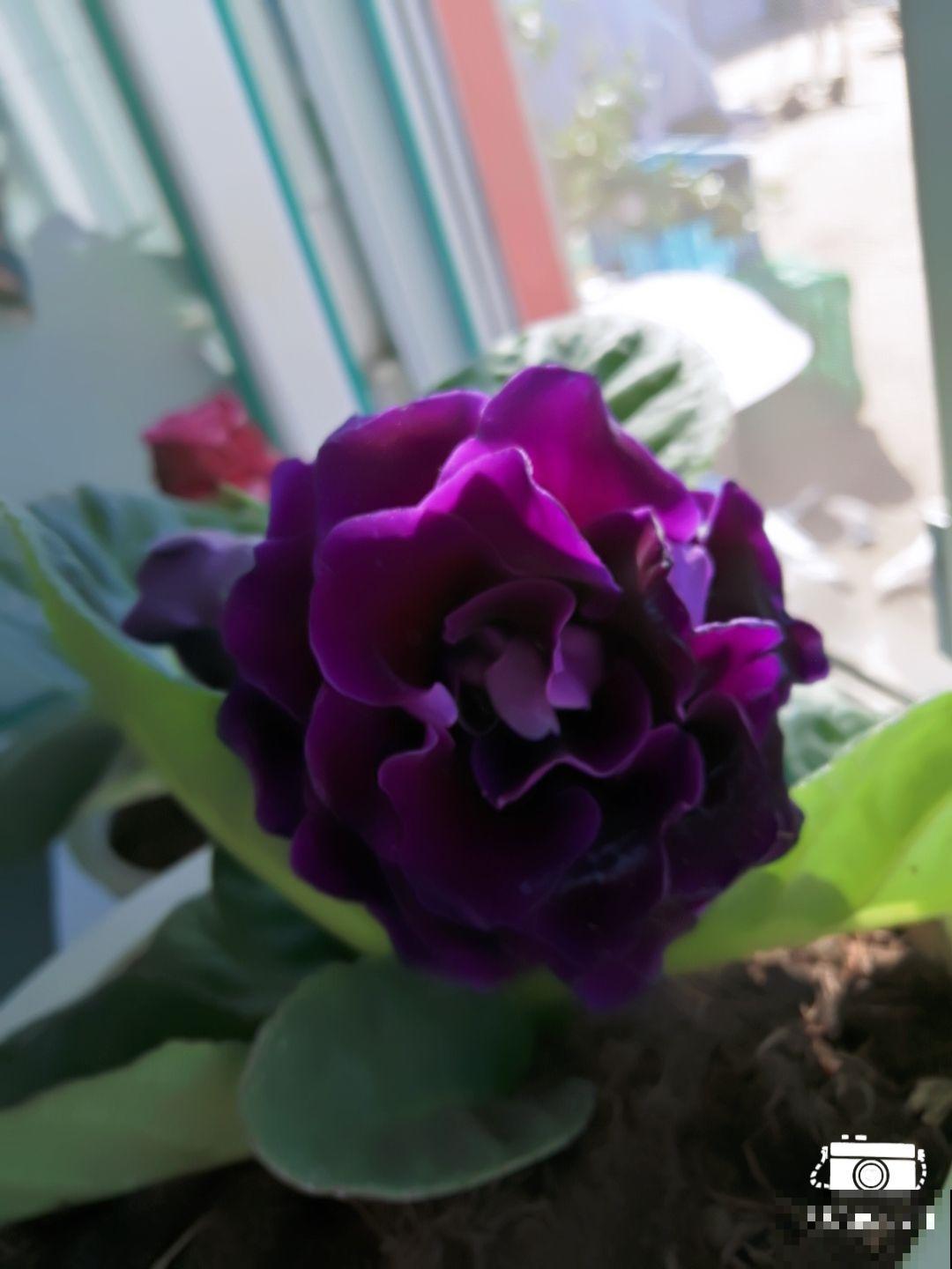 她家的花一年把盆挤爆，开花连绵不断，原来只因秋天做过这事！
