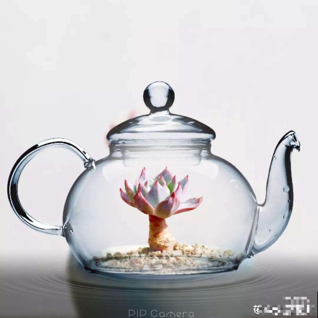 养花流行这么拍照，加个框，档次升了好几倍！