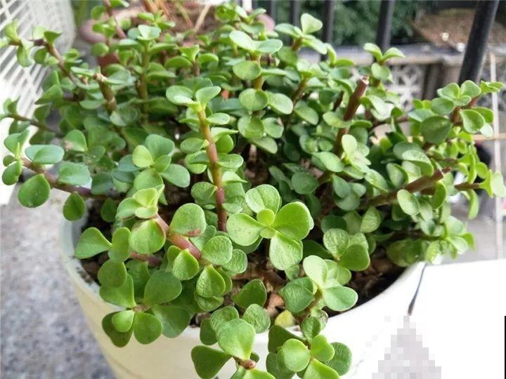 11月逛花市，这10种花还是别买了，养不活浪费钱！