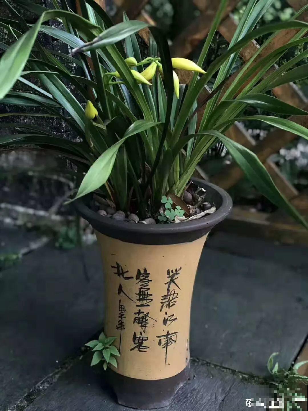 养花别用这种盆，养啥死啥，1棵都不剩！
