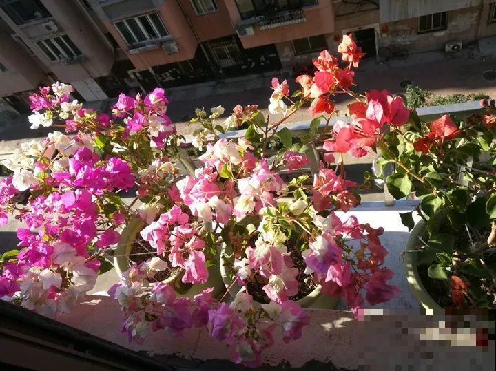 11月逛花市，这10种花还是别买了，养不活浪费钱！