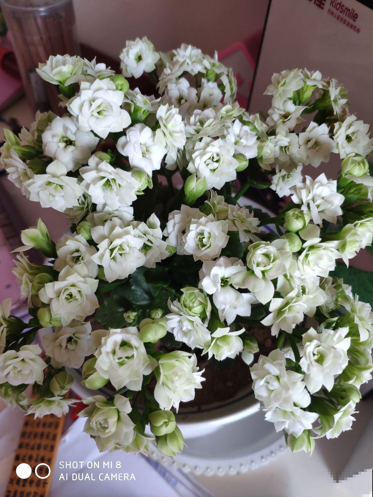 长寿花开成花球真带劲，用上这仨绝招，俩星期就催出“满头苞”！