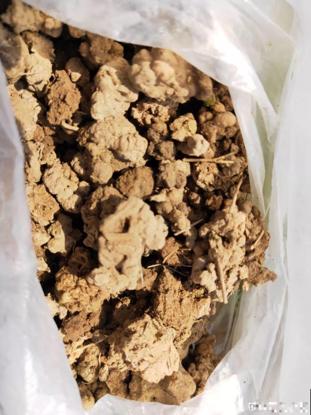 路边捡点它，水里一泡就是万能肥，肥效比淘米水好！