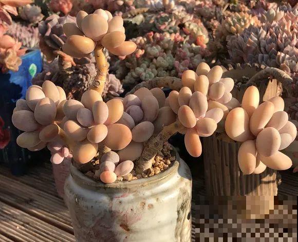 爱上多肉8年，她付出了所有，数量多到可以摆满整个天台！
