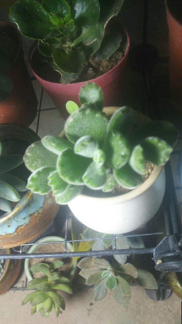 秋天过后多晒太阳，营养充足了，熊童子长得快