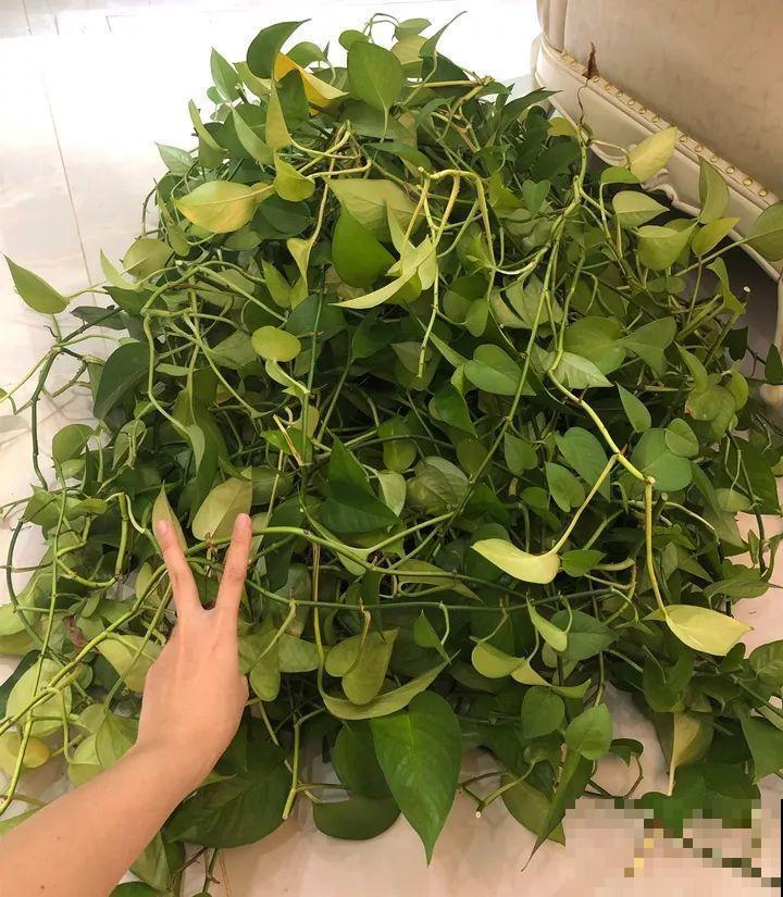 这么贵的花，扔路上随便捡，后悔没带个大麻袋！