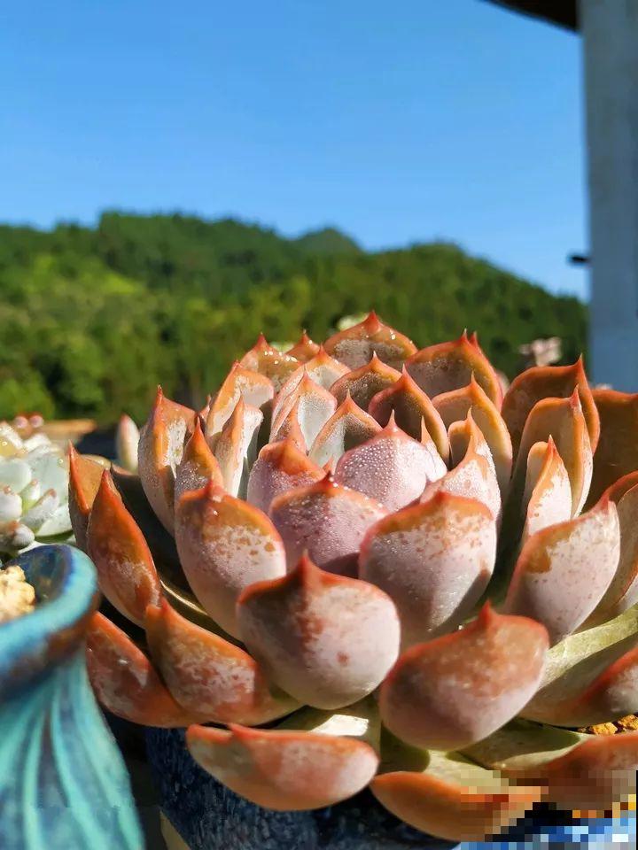 又要开始降温，他给多肉搭了个棚，这下冬天不愁了！