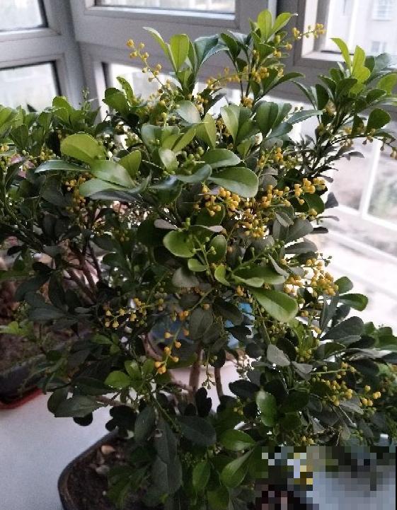 米兰迟迟不开？从这3个方面下手，花香飘满屋！