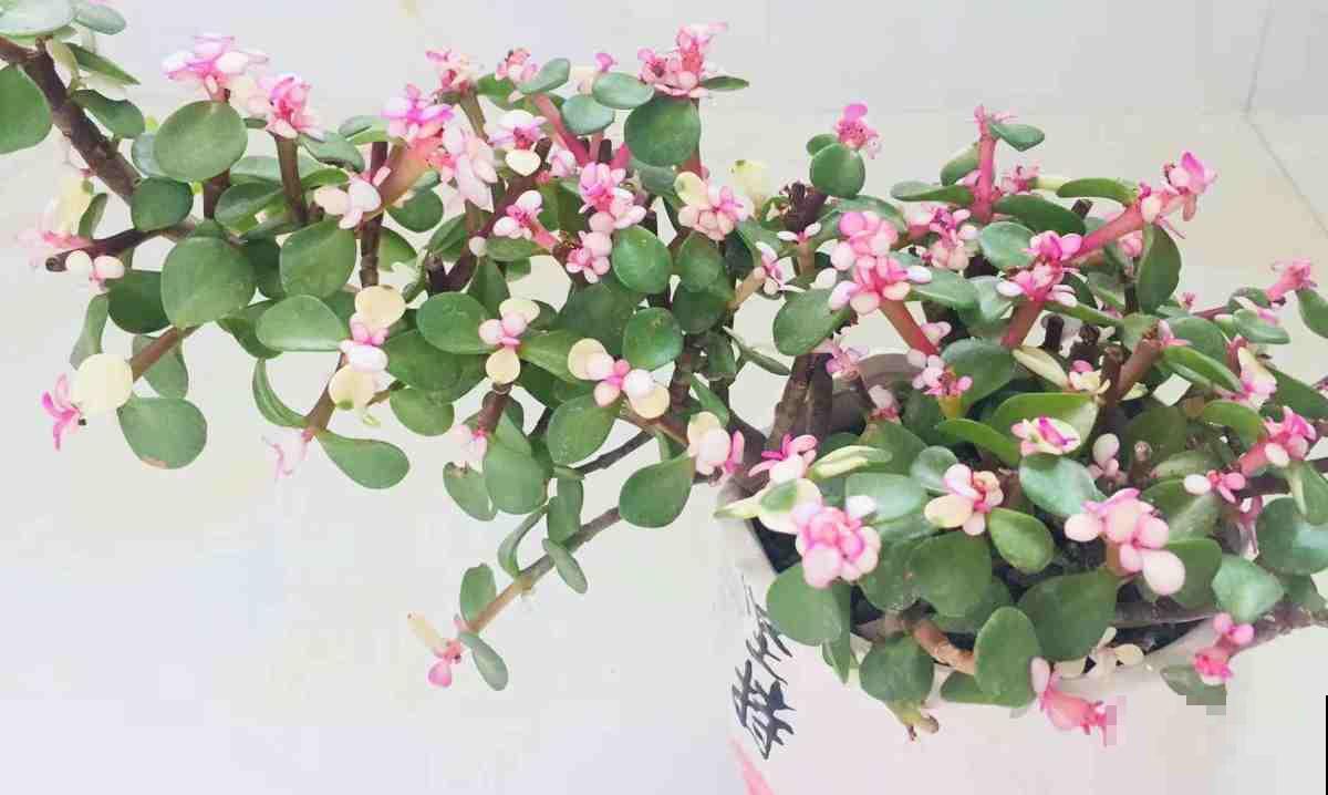 这植物真奇怪，叶子会变色，年龄越大颜色越浅！