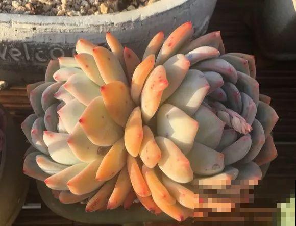 爱上多肉8年，她付出了所有，数量多到可以摆满整个天台！
