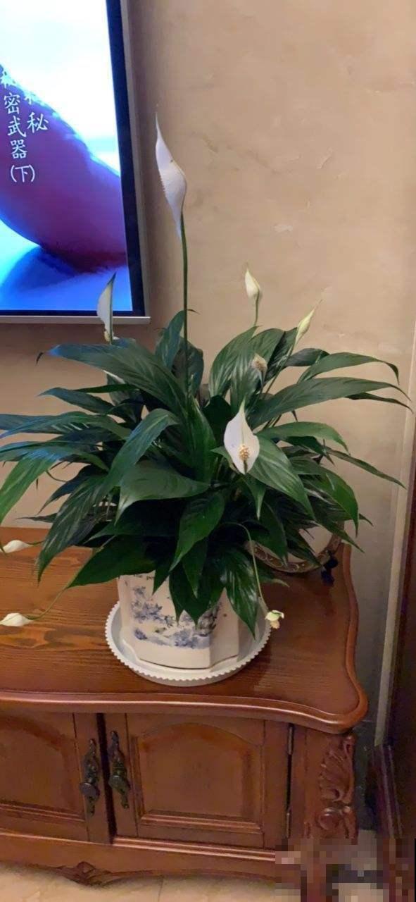 养的白掌叶子腐烂逐渐变黑？根部积水了，把控好浇水叶子绿油油