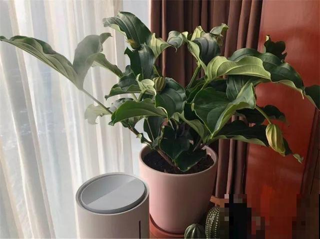 最让人心动的网红花，客厅摆盆它，一开就是3个月！