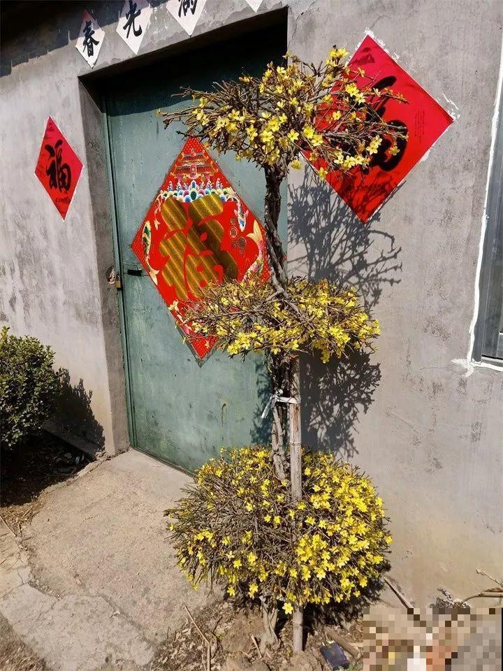 养了两年的宝贝花，大晚上被老太太偷走，太气人！
