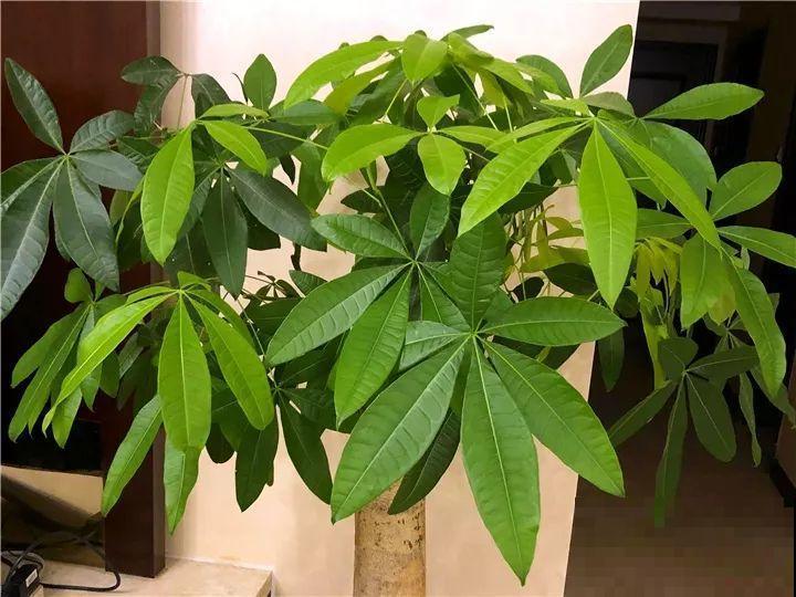 想要长寿花冬天抗冻一点，趁现在撒把肥，叶子厚实开花还多！