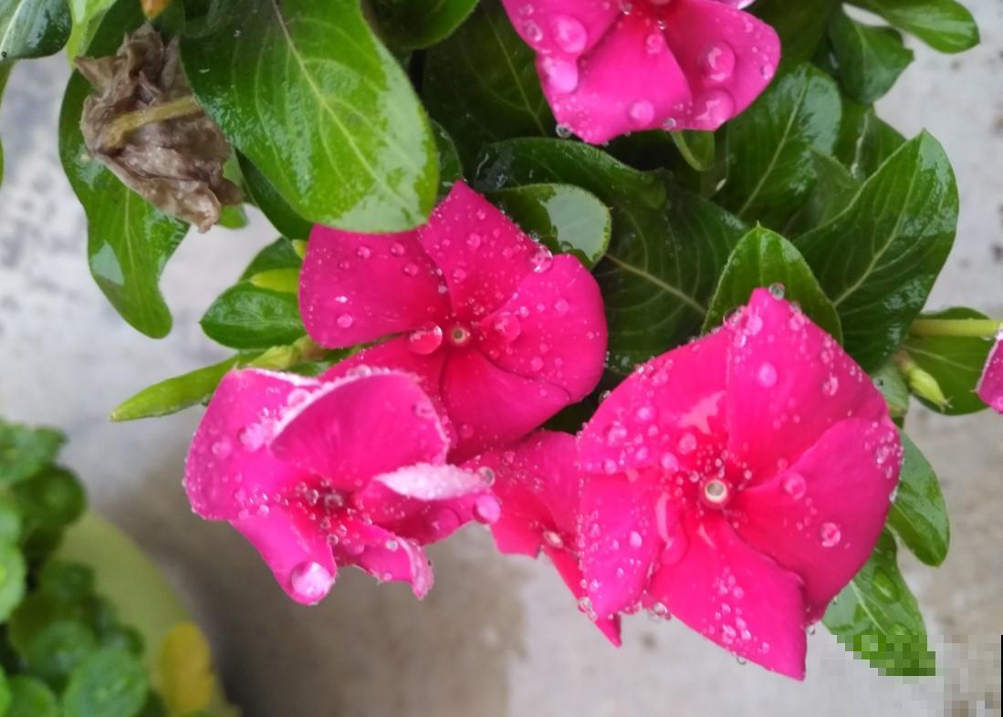 阳台种盆长春花，就算是放养也没事，小花还能不停歇的开！