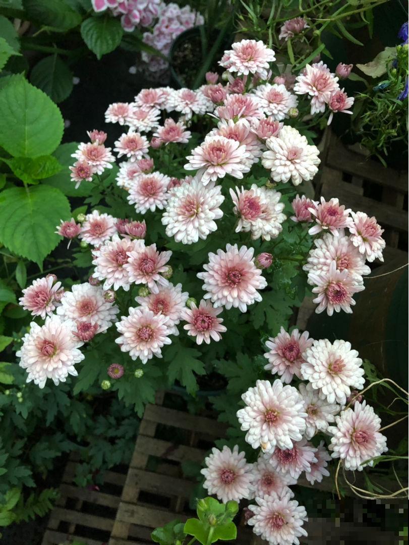 秋天也想花团锦簇？这花一盆就能开爆阳台，再小的盆也能开十几朵