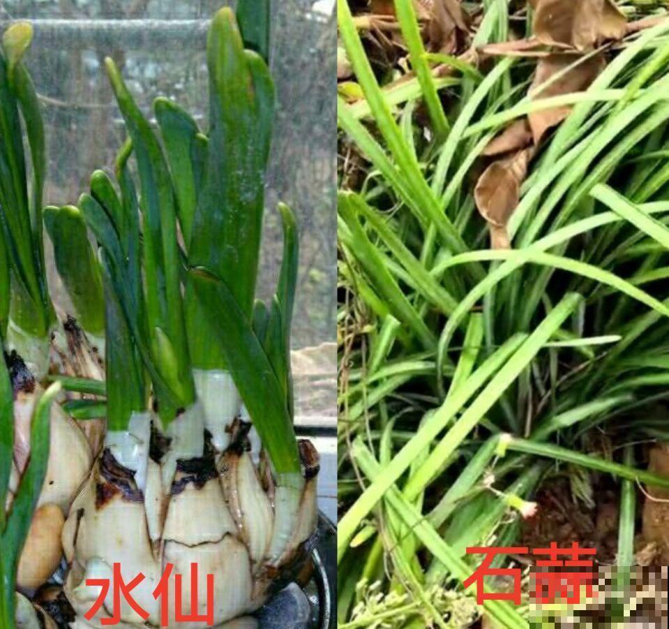 花市老板的那些卖花套路，偷梁换柱，一般花友怎么避免？