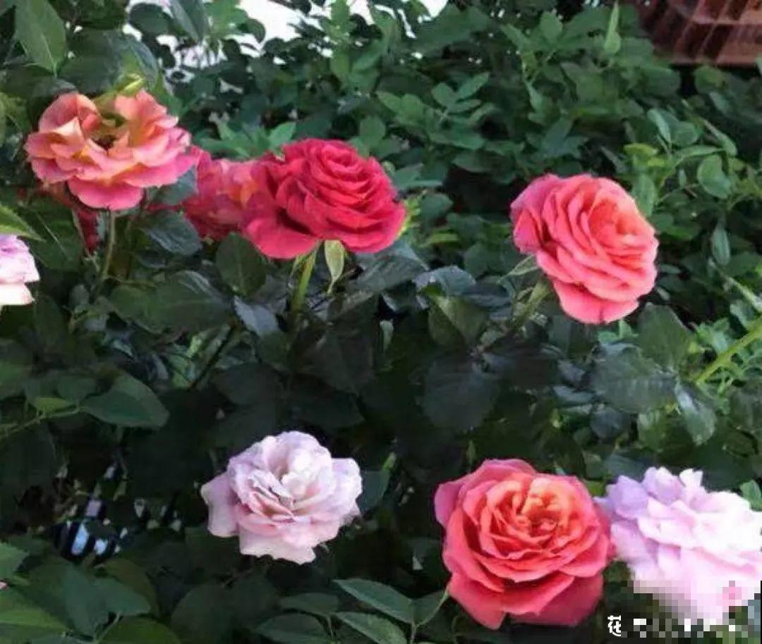 玉米棒子丢盆里，花吃了蹭蹭长，又省下肥料钱了！