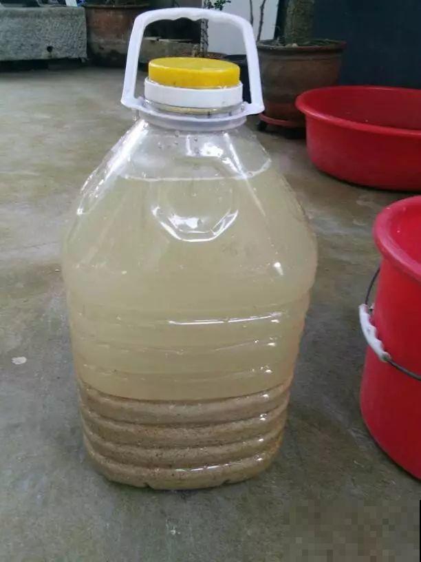橡皮树冬季咋养？加点豆水，叶片绿油油！