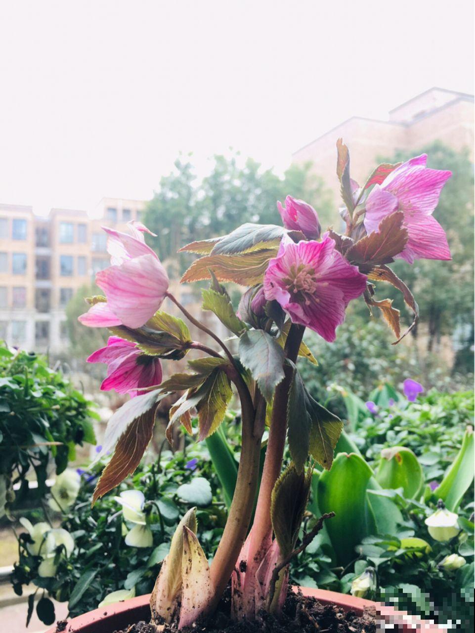 超耐寒的6种花，适合种院子里，天冷也能有花看！
