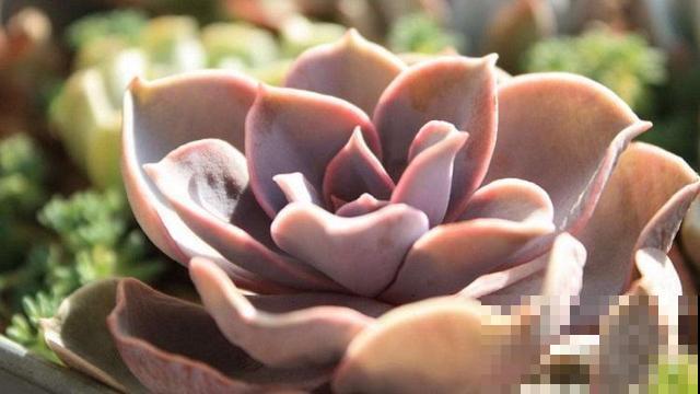 他秋天这么养多肉，结果全军覆没，快看看你有没有中招？