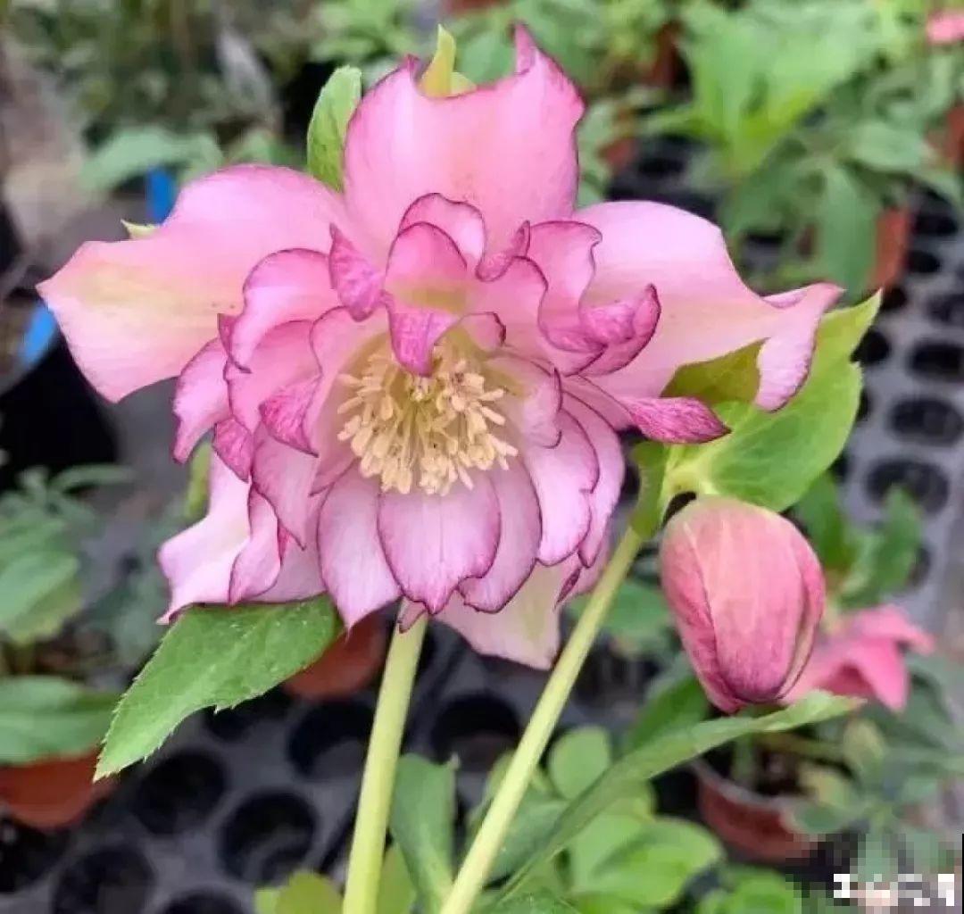 20种花不怕冷，大冬天照样开花，南北方都能养！