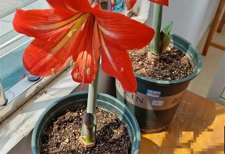 这6种养花底肥，埋一次管用大半年，秋天换盆少不了！