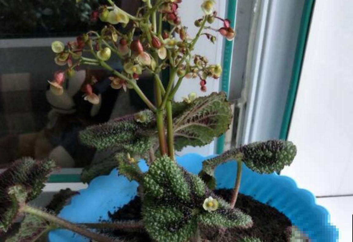 这花必须养起来，秋季好看的不得了，真美！