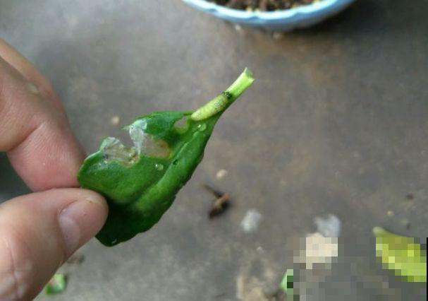 月季的3种病害，用它一喷全赶走，明年春天开爆盆！