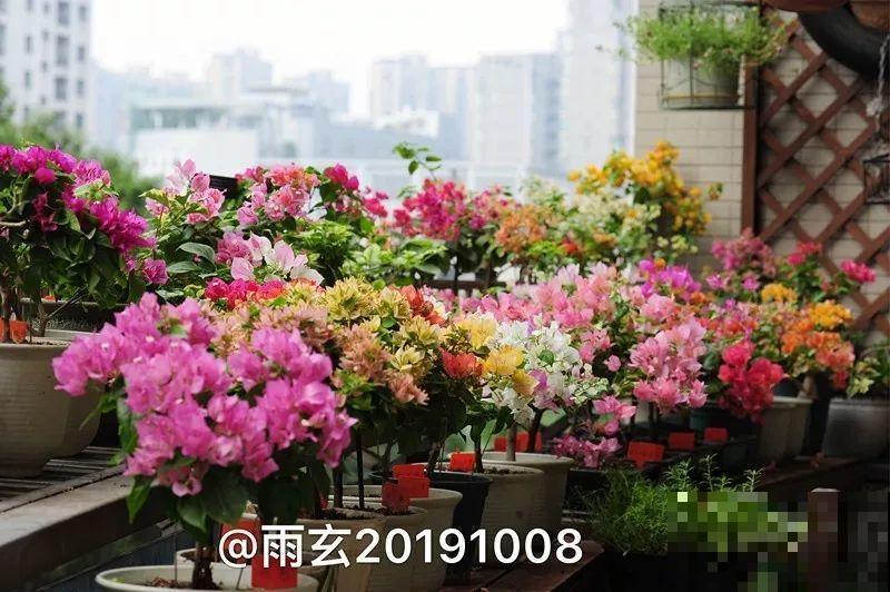 家里有三角梅的，露养断水2个月，安全越冬不用愁！