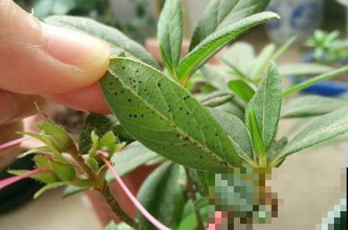 竹子长白霜是咋回事？原来还有这养花妙用，很多人带小刀上山猛刮